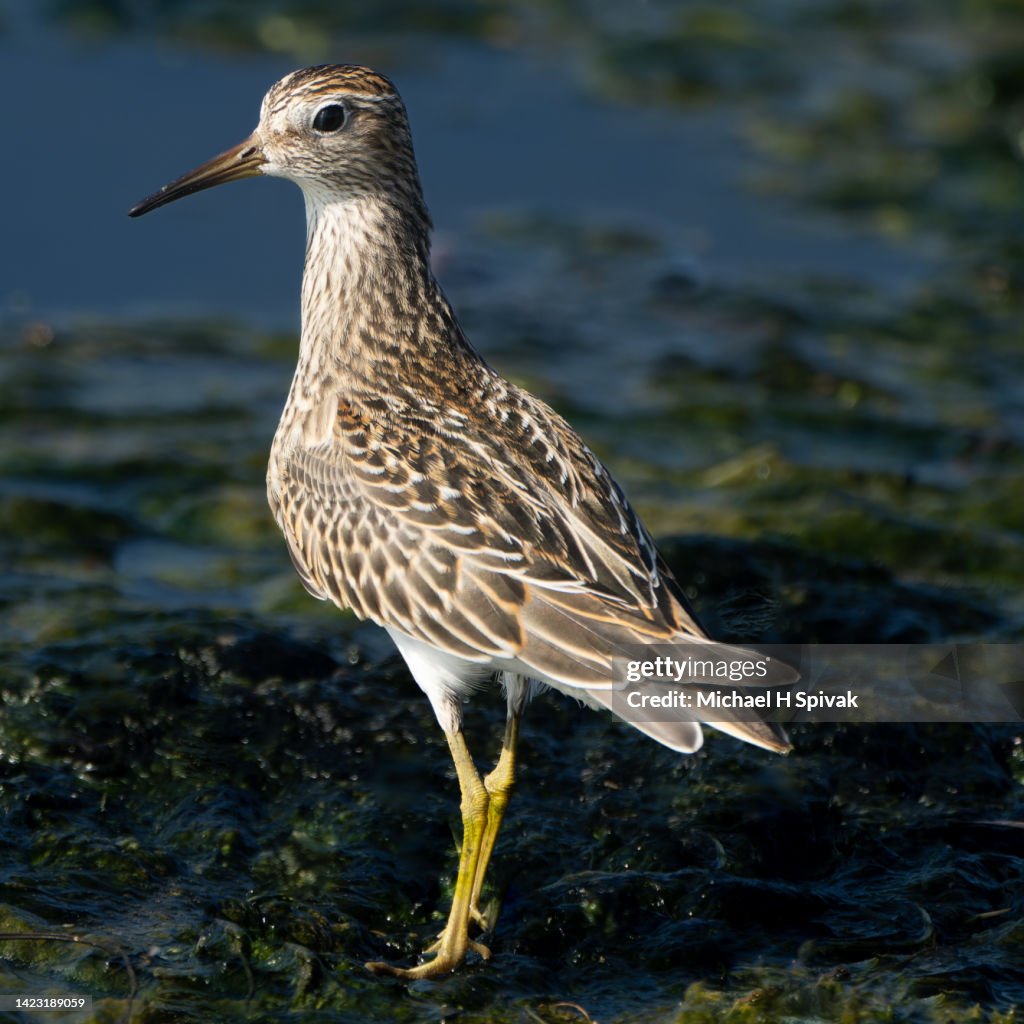 Pectoral Sandpiper