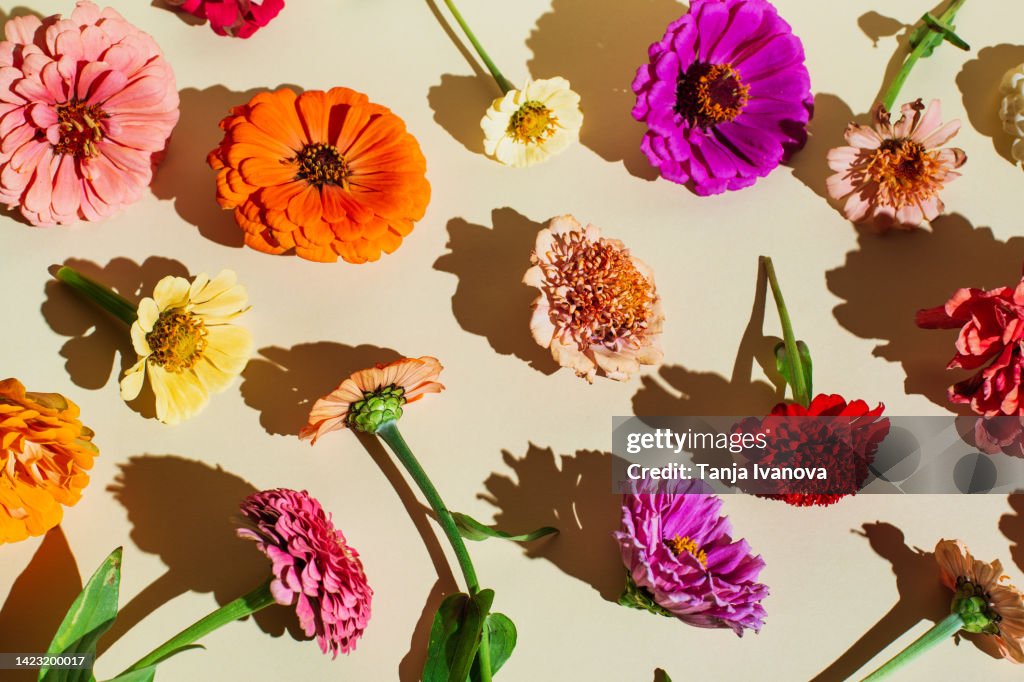 Flowers composition. Floral pattern made of various bright autumn flowers on beige background. Flat lay, top view