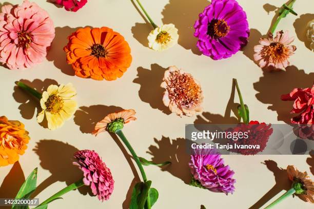 flowers composition. floral pattern made of various bright autumn flowers on beige background. flat lay, top view - flowers stock pictures, royalty-free photos & images