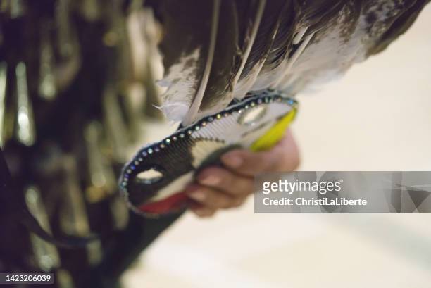 powwow - feather fan stock pictures, royalty-free photos & images