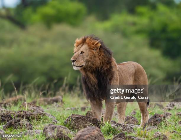 the lion (panthera leo) is one of the four big cats in the genus panthera and a member of the family felidae. male. masai mara national reserve, kenya. - national wildlife reserve stockfoto's en -beelden