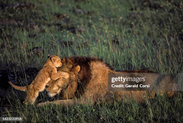 the lion (panthera leo) is one of the four big cats in the genus panthera and a member of the family felidae. a large male african lion playing with very young cubs. masai mara national reserve, kenya. - male animal stock pictures, royalty-free photos & images