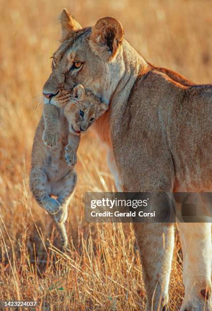 african lion and cub being held in the mouth to be carried. panthera leo. masai mara national reserve, kenya. - lion cub stock pictures, royalty-free photos & images