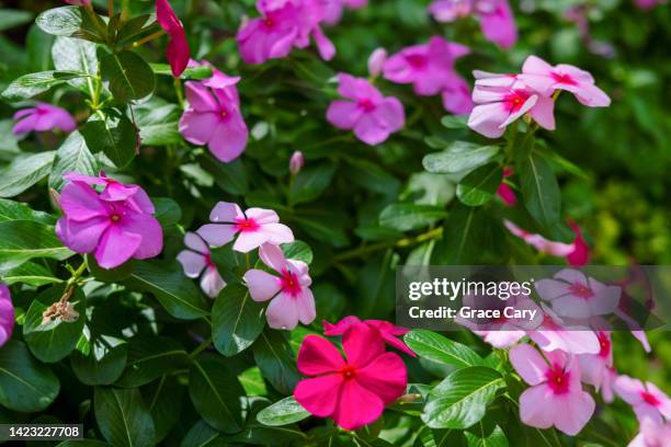 vinca flowers in bloom - annuals stock pictures, royalty-free photos & images