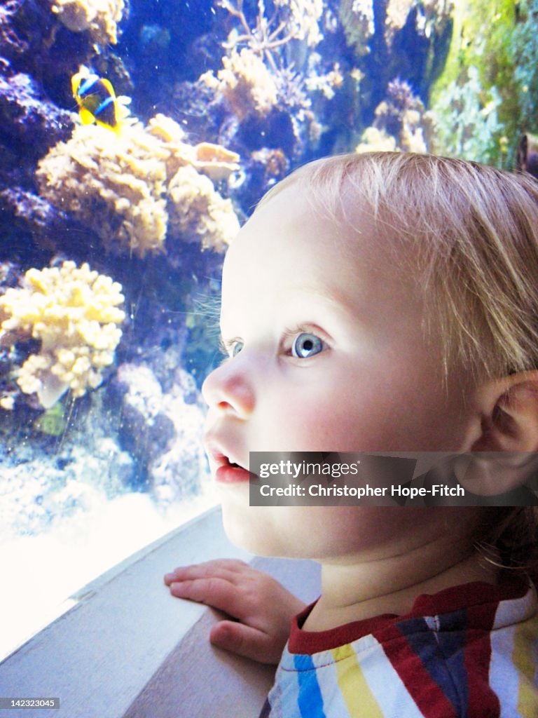 Young boy looking at aquarium