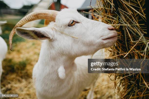 goat eating hay - ziegenmilch stock-fotos und bilder