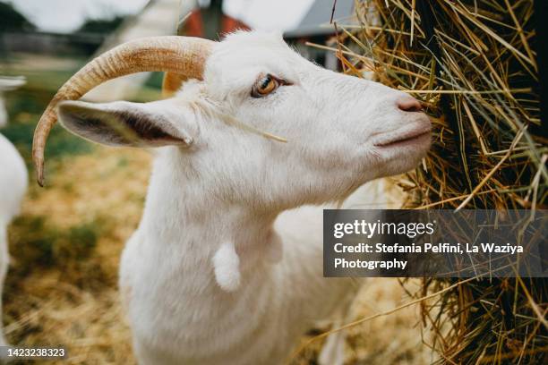 goat eating  hay - animal sniffing stockfoto's en -beelden
