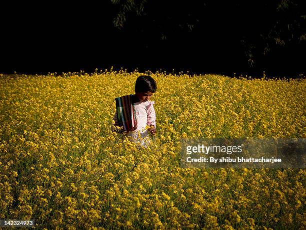 younger girl on mustard field - bengali girl - fotografias e filmes do acervo