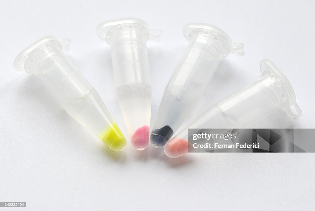 Pigmented bacteria