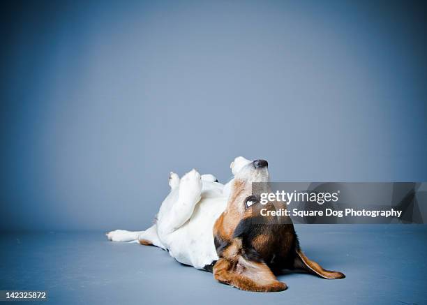 dog lying on his back - supino foto e immagini stock
