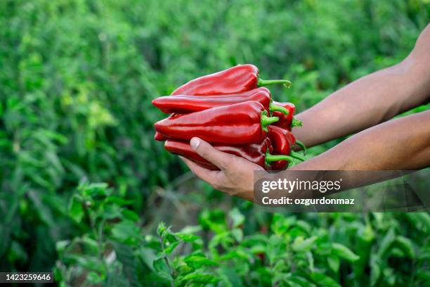 ernte reifer bio-paprikaschoten auf dem feld - chili farm stock-fotos und bilder