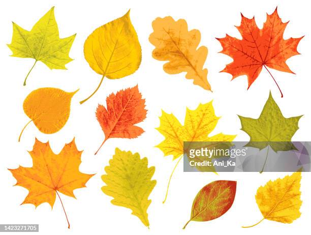 autumn leaves - coloured leaves stock illustrations