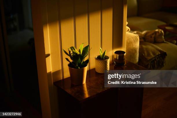 two sansevieria plants on a brown cabinet - sansevieria stock pictures, royalty-free photos & images