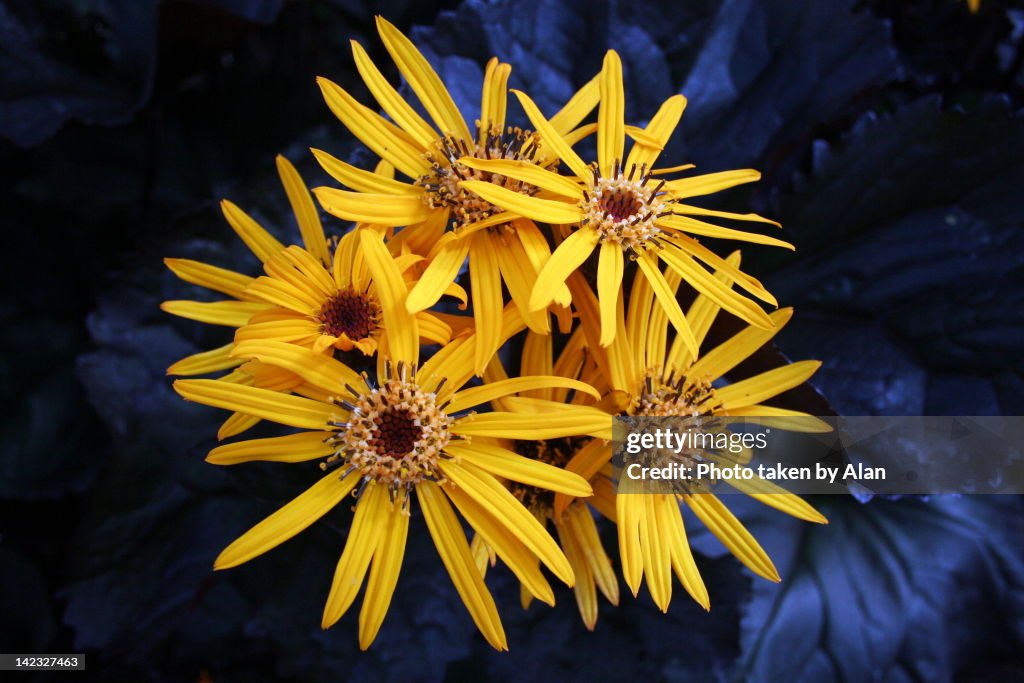 Yellow flowers