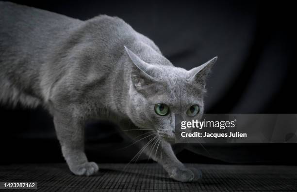sneaking cat - tierohr stock-fotos und bilder