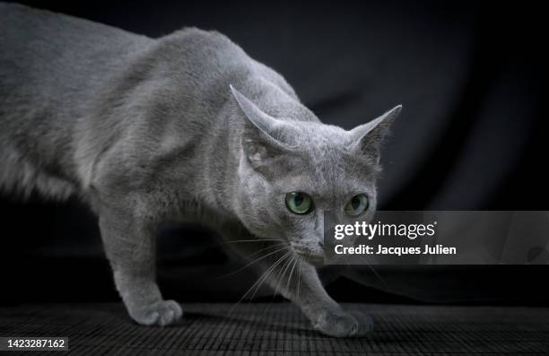 sneaking cat - chartreux cat stockfoto's en -beelden