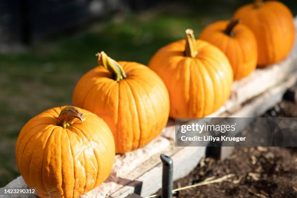 freshly harvested pumpkins. - kerkhof stockfoto's en -beelden