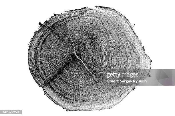 wooden cross section on white background - tree ring stock pictures, royalty-free photos & images