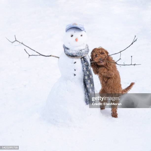 snowman and puppy - winter dog stock pictures, royalty-free photos & images