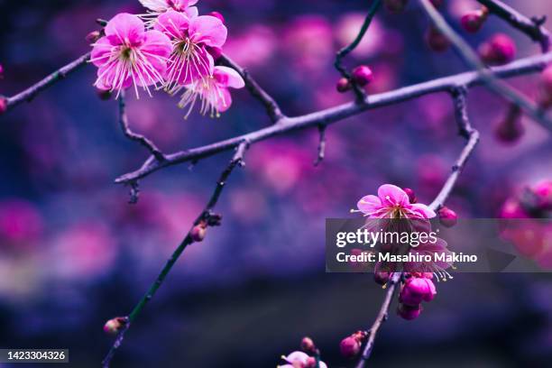 pink japanese plum blossoms - 梅 ストックフォトと画像