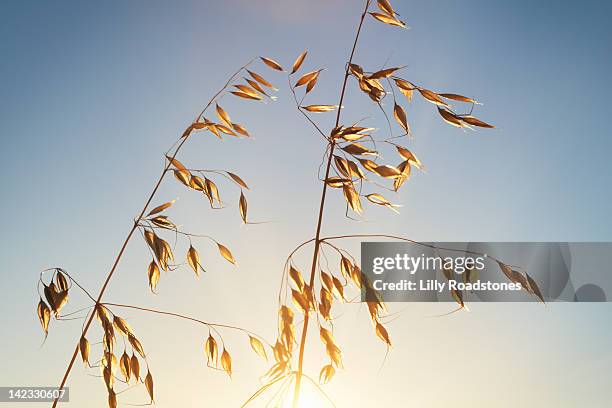 oats - avena sativa stock pictures, royalty-free photos & images