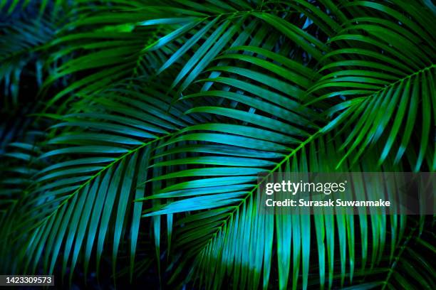 the natural background of palm leaves in a tropical forest. - tropische blätter stock-fotos und bilder