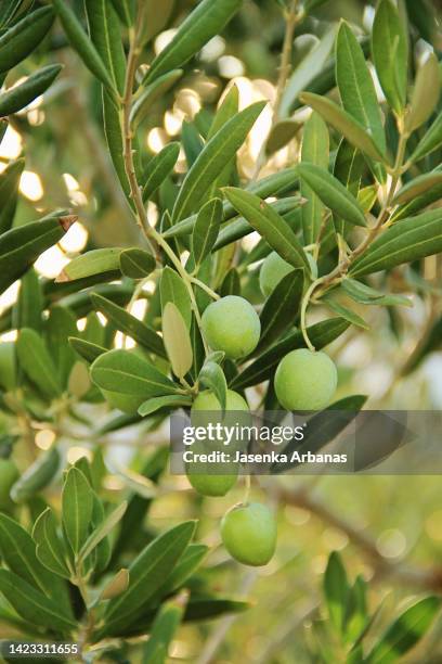 close-up of olives growing on tree - olive tree imagens e fotografias de stock