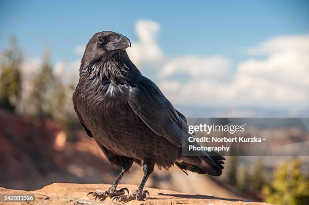raven - ravens stock pictures, royalty-free photos & images