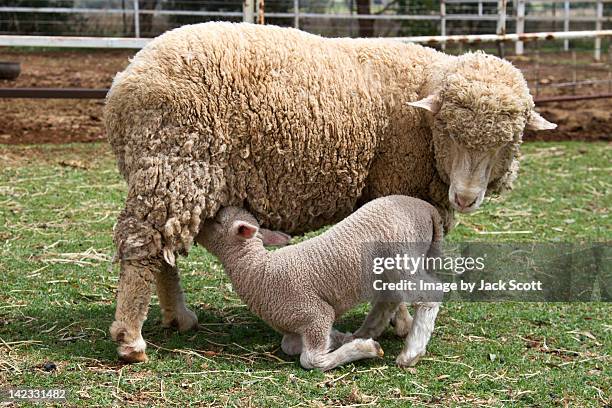 lamb drinking milk - gunnedah stock pictures, royalty-free photos & images