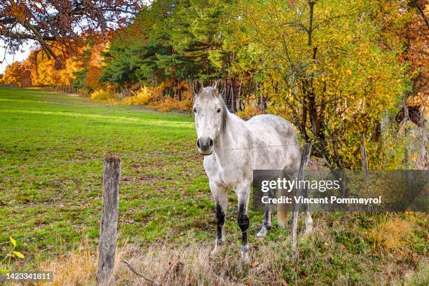 horses - puy de dome photos et images de collection
