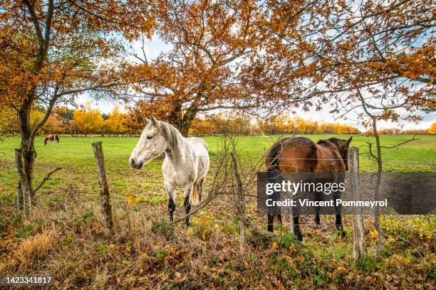 horses - puy de dome photos et images de collection