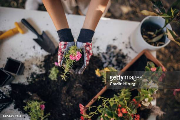 woman holding little plant - hands holding flower pot stock pictures, royalty-free photos & images