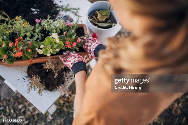 frau, die zimmerpflanzen im hinterhof umtopft - blumen einpflanzen stock-fotos und bilder