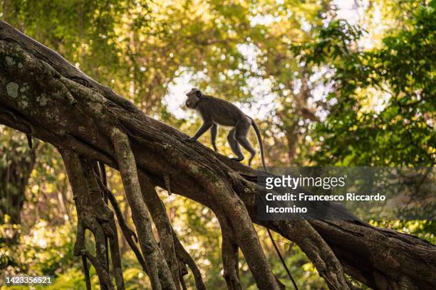 monkey forest, ubud, bali. macaque on a tree - ubud monkey forest stock pictures, royalty-free photos & images