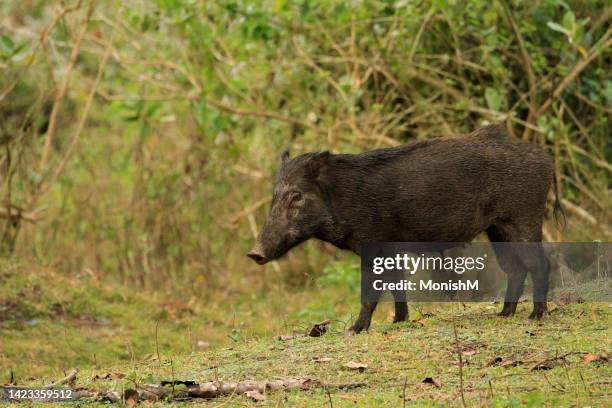 wild boar - boar tusk stock pictures, royalty-free photos & images