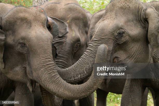 huge mammals - animal trunk stock pictures, royalty-free photos & images