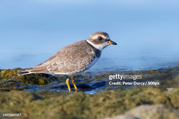 close-up of plover perching on rock,oshawa,ontario,canada - plover stock pictures, royalty-free photos & images