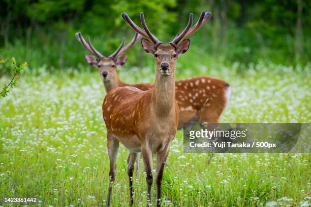 portrait of axis deer standing on field - spotted deer stock pictures, royalty-free photos & images