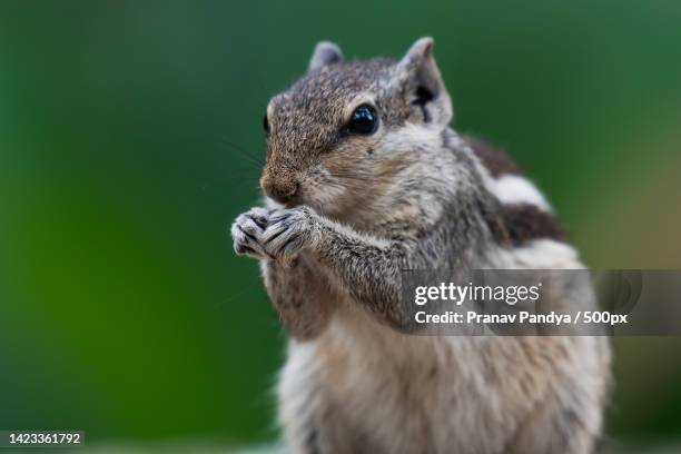 close-up of gray squirrel eating food,ahmedabad,gujarat,india - ahmedabad stock pictures, royalty-free photos & images