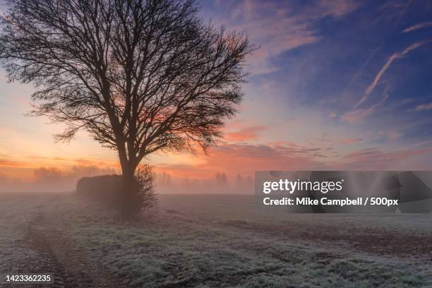silhouette of tree on field against sky during sunset,walgrave,united kingdom,uk - february stock pictures, royalty-free photos & images