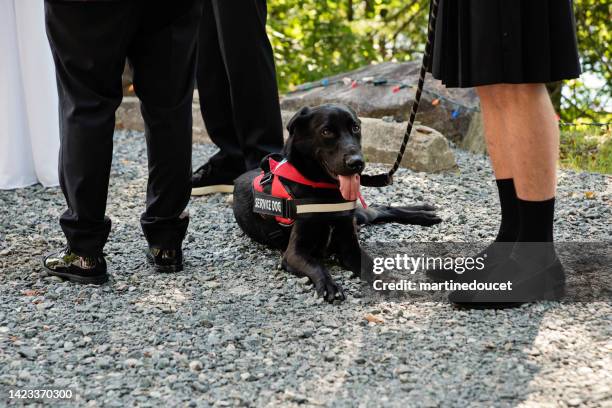 cane di servizio alla cerimonia di nozze lgbtq + all'aperto in estate. - service dog foto e immagini stock