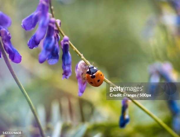 close-up of ladybug on plant,spain - frango stock pictures, royalty-free photos & images