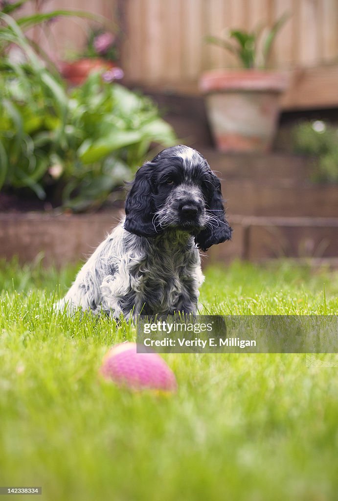 Female Blue Roan Cocker Spaniel Puppy High-Res Stock Photo Getty