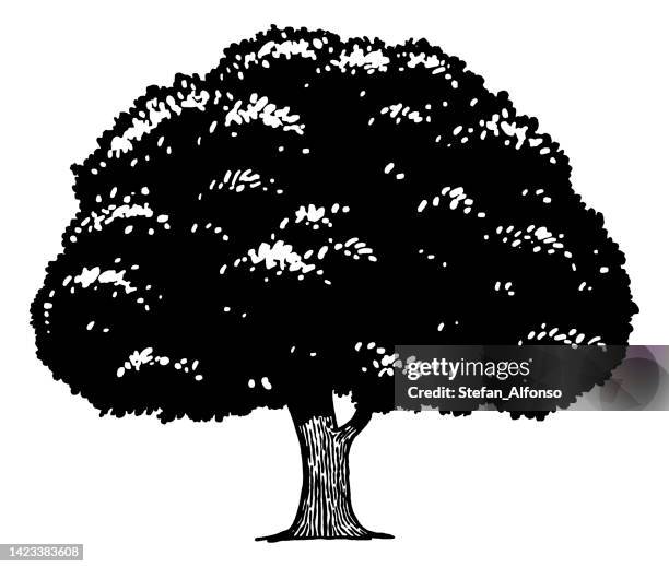 Simple Large Tree Big Tree Drawing Photos and Premium High Res Pictures - Getty Images