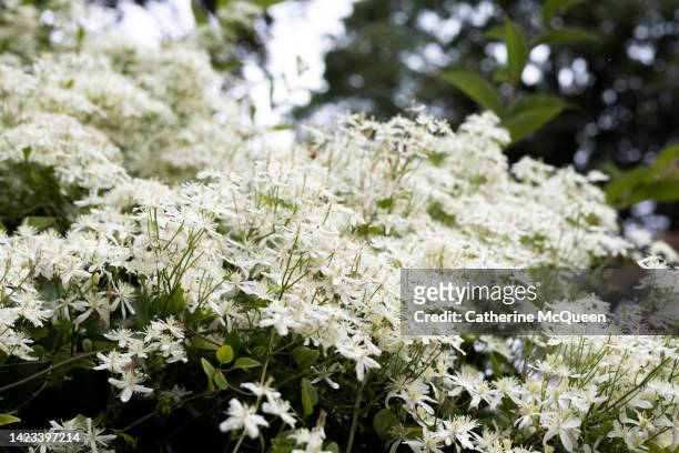 gorgeous floral clusters of star jasmine bush in full cascading bloom - jasmin stockfoto's en -beelden