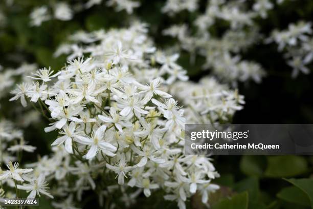 gorgeous floral cluster of star jasmine bush in full cascading bloom - jasmine foto e immagini stock