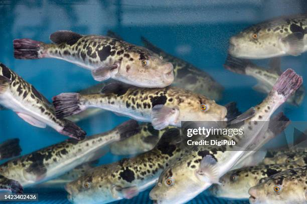 globefish, blowfish, puffer in fish tank - spotted fish stock pictures, royalty-free photos & images