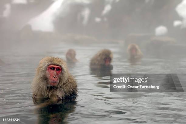 snow monkeys, nagano - tarneberg oscar stock pictures, royalty-free photos & images