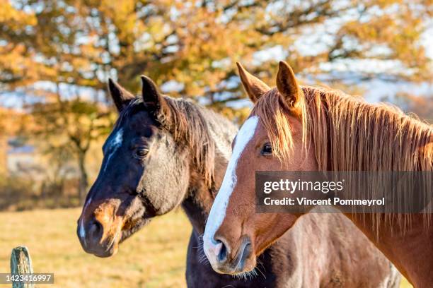 autumn light and horse - auvergne stock pictures, royalty-free photos & images