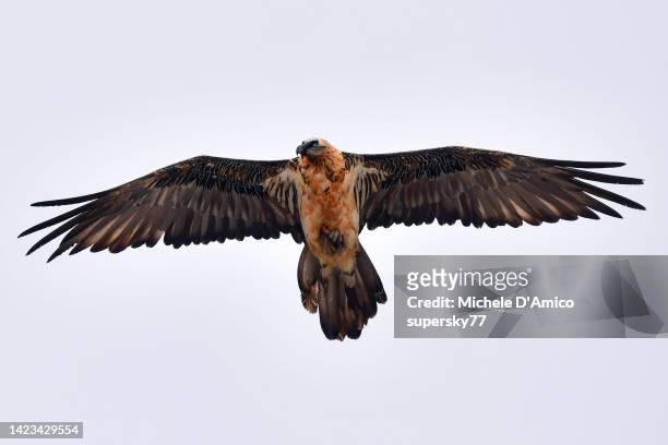 bearded vulture (gypaetus barbatus), also known as the lammergeier - bearded vulture stock pictures, royalty-free photos & images